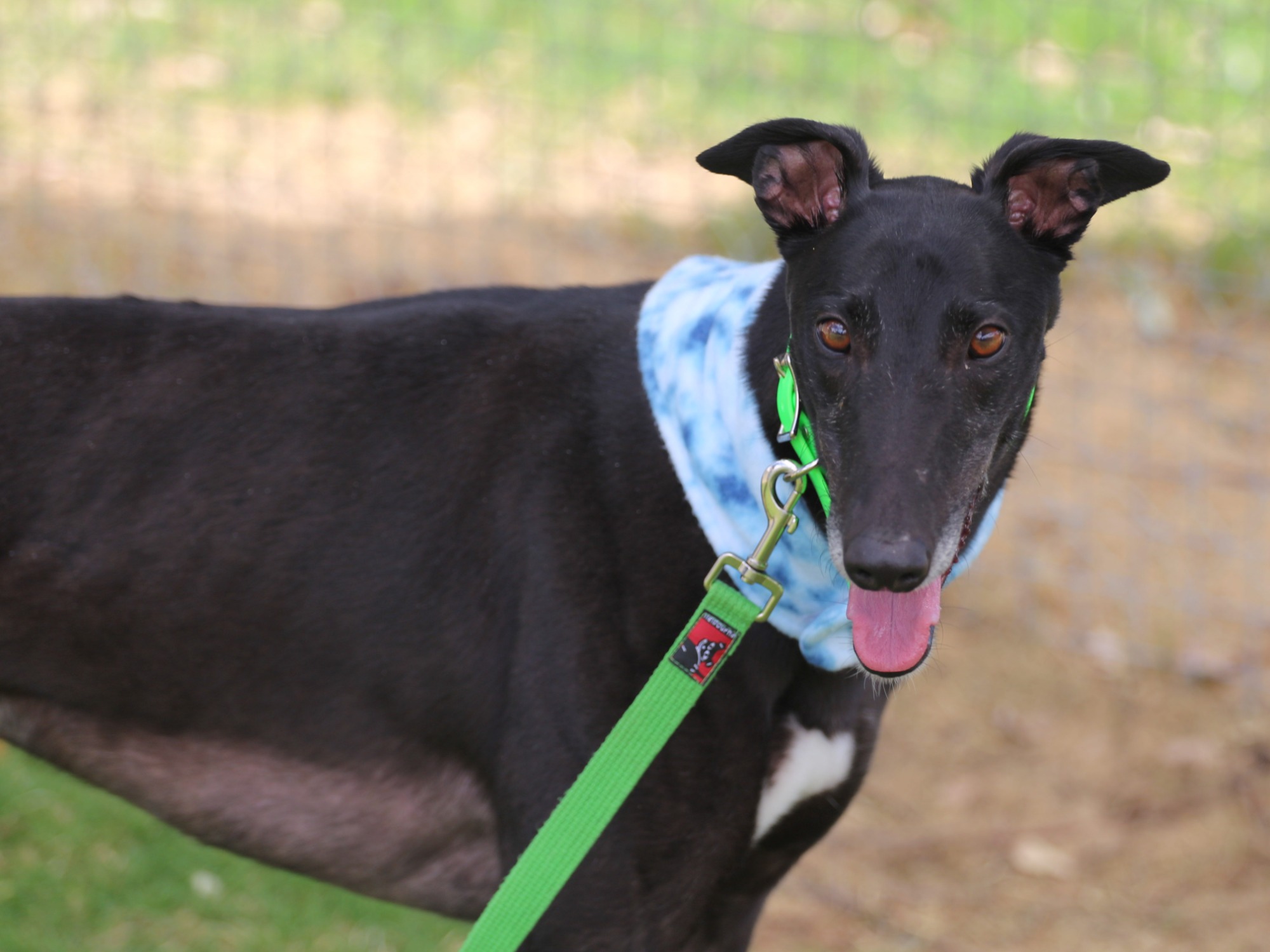 Stag Large Male Greyhound Dog in WA PetRescue