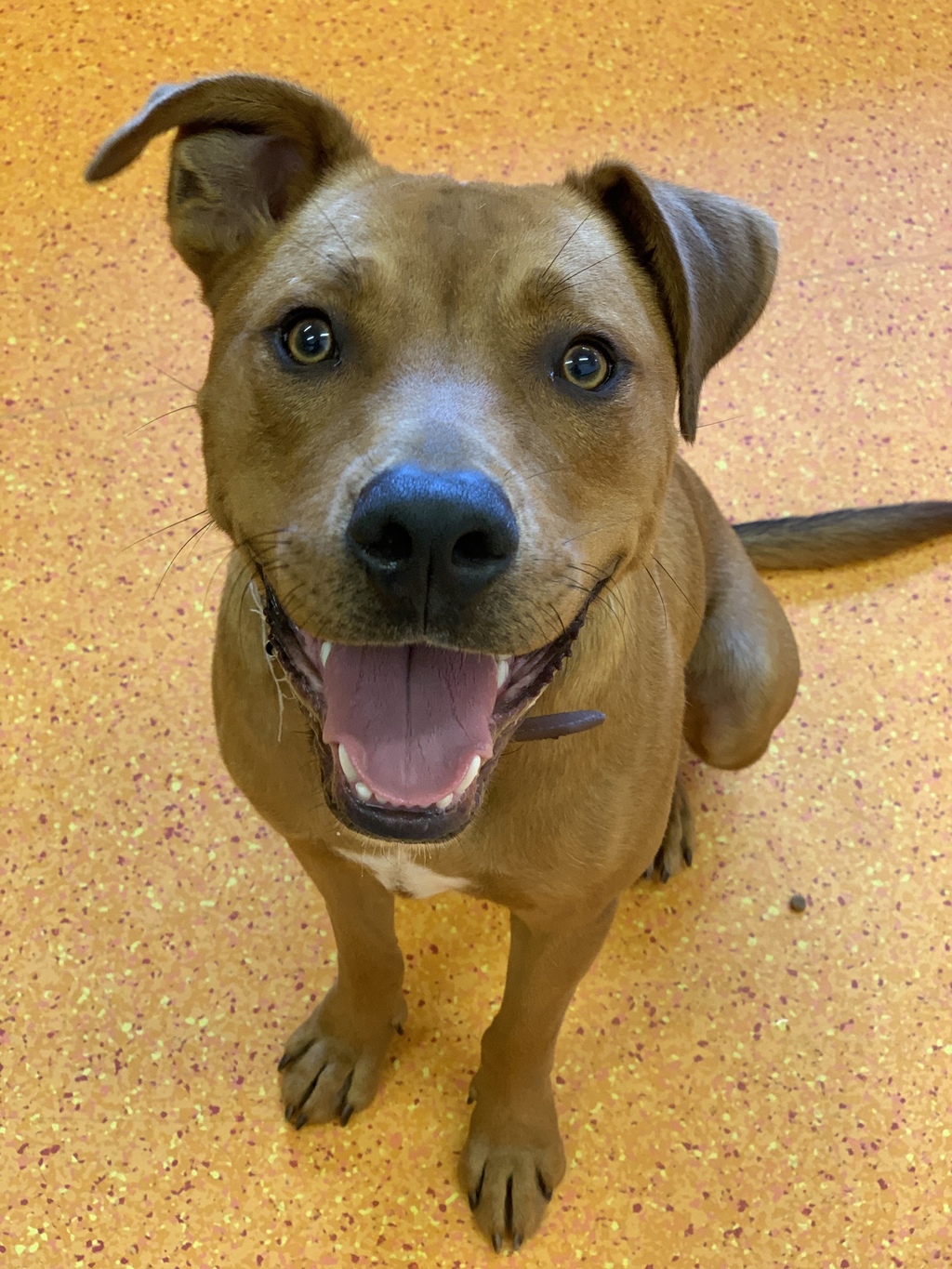 Rocky Medium Male Rhodesian Ridgeback X American Staffordshire Bull