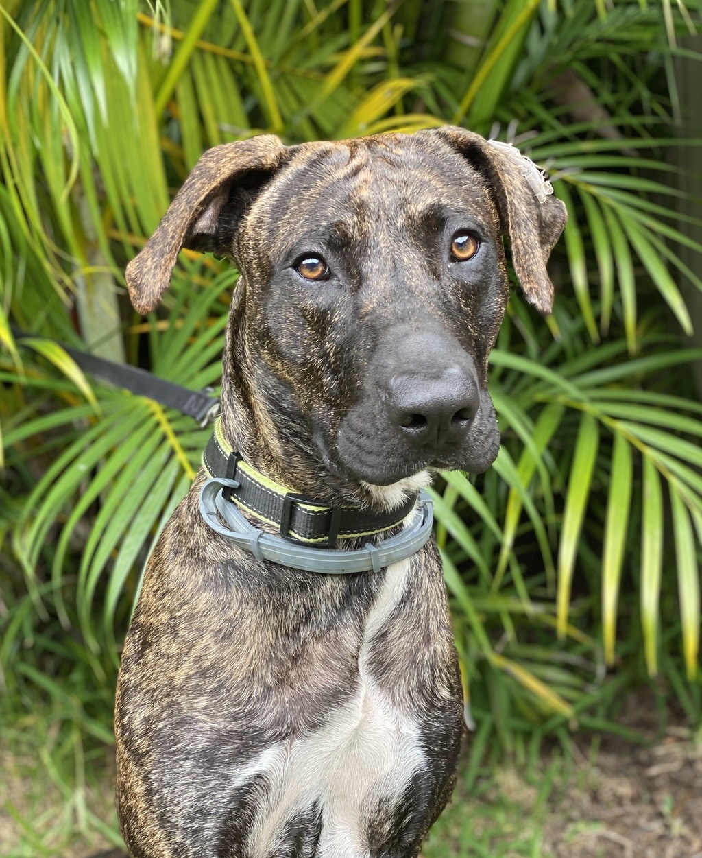 teddy - Medium Male Rhodesian Ridgeback Mix Dog in QLD - PetRescue