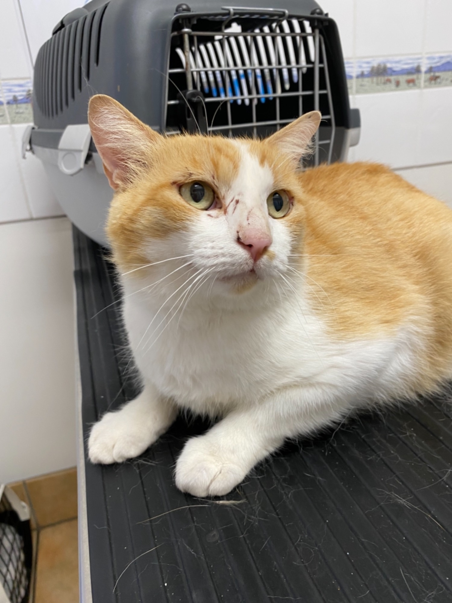 Forest Male Manx Cat In Nsw Petrescue