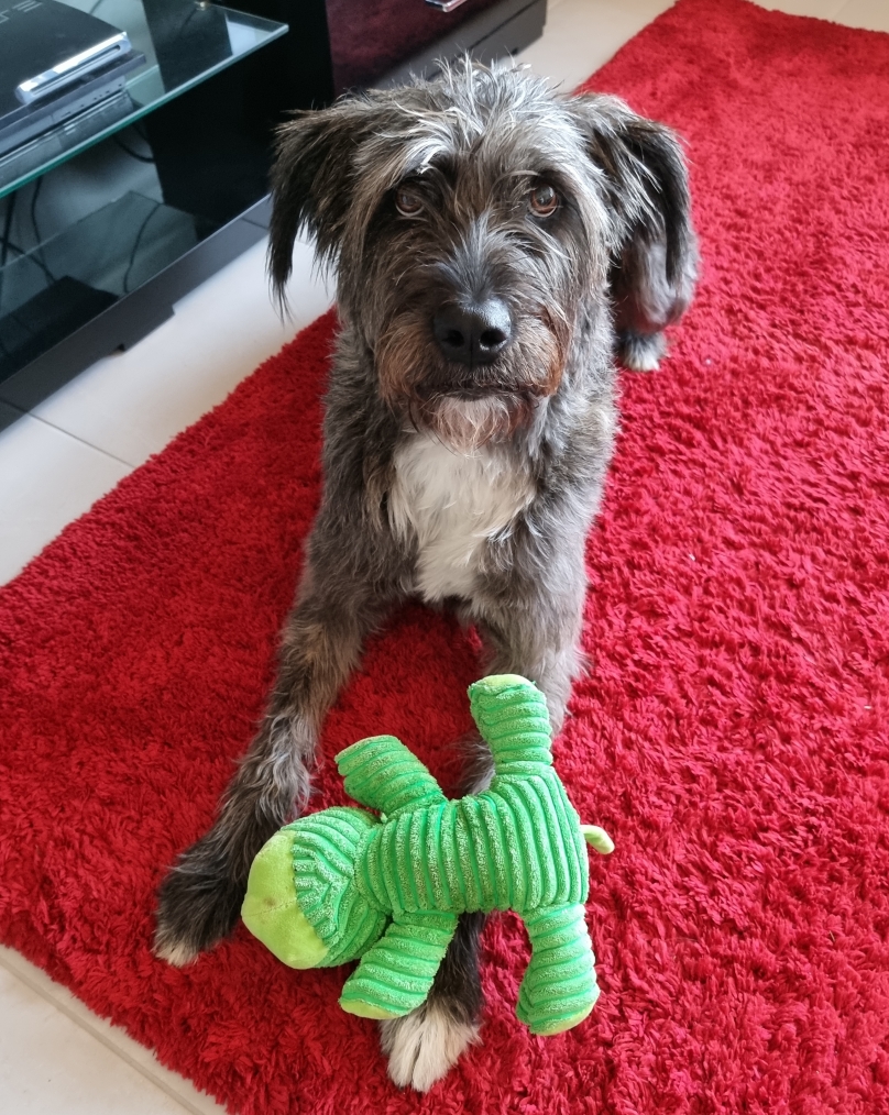 Albury Wodonga Animal Rescue Pty Ltd PetRescue