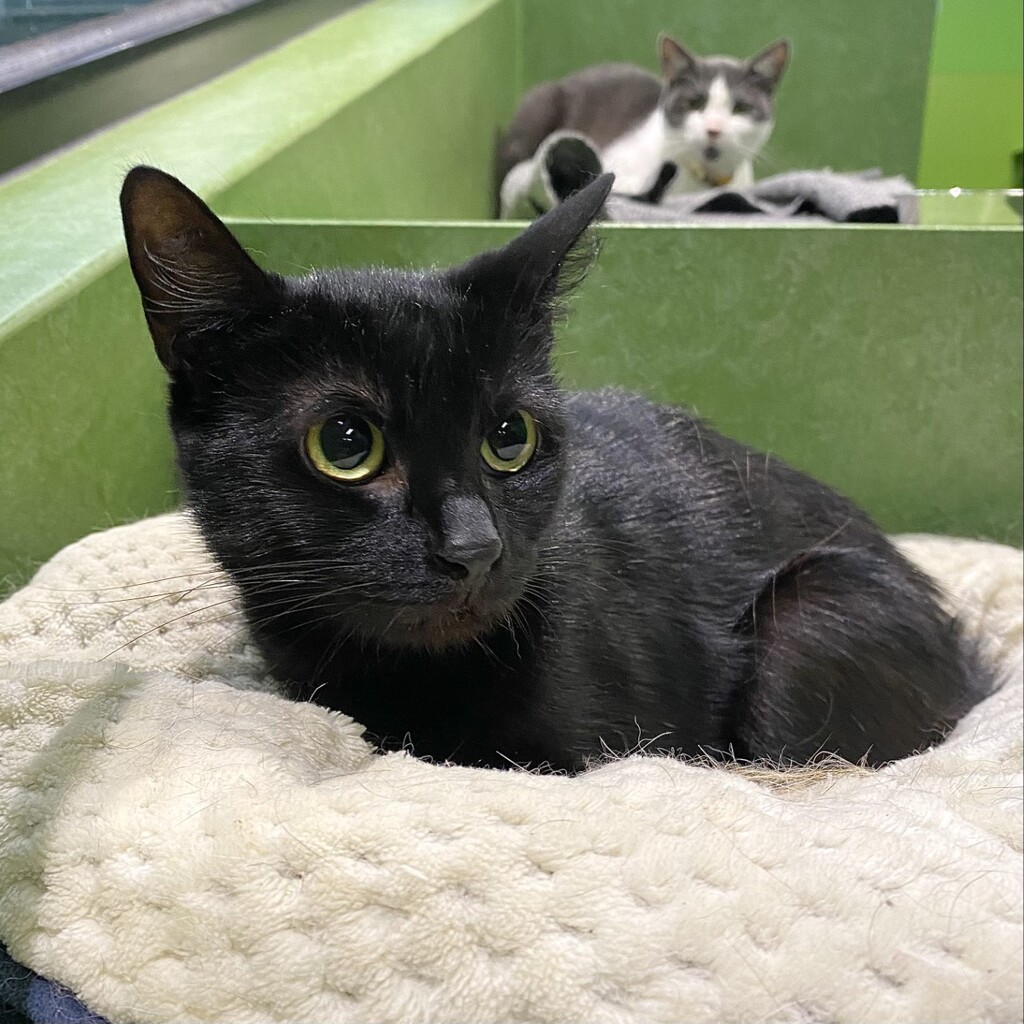 RSPCA Burwood East Victoria PetRescue