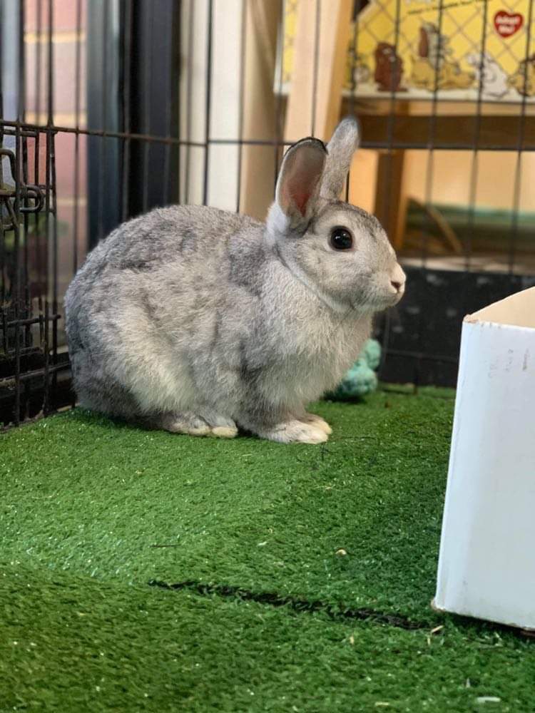 Smokey - Male Rabbit in WA - PetRescue