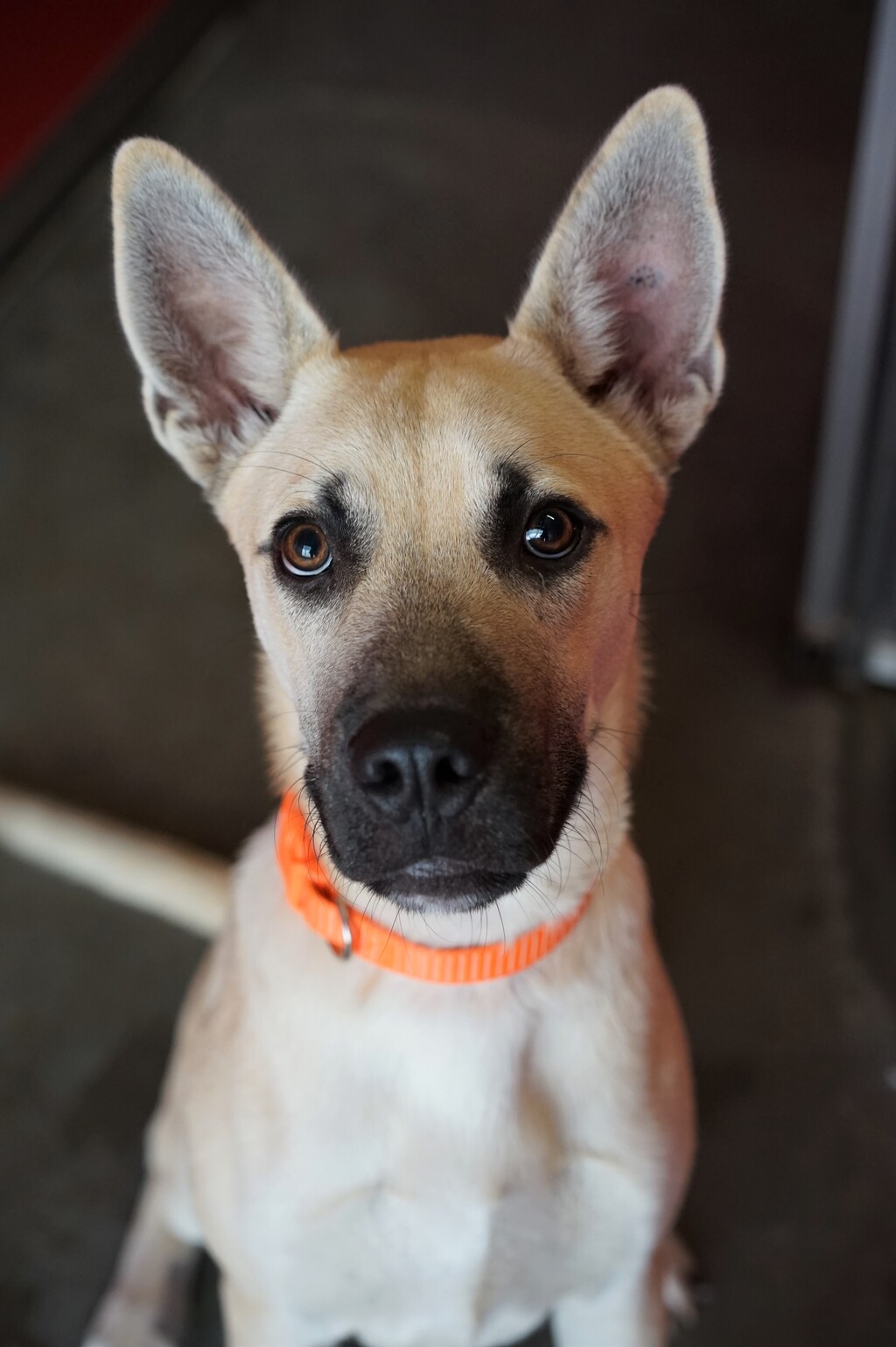Bruiser Medium Male Siberian Husky x American Staffordshire Bull