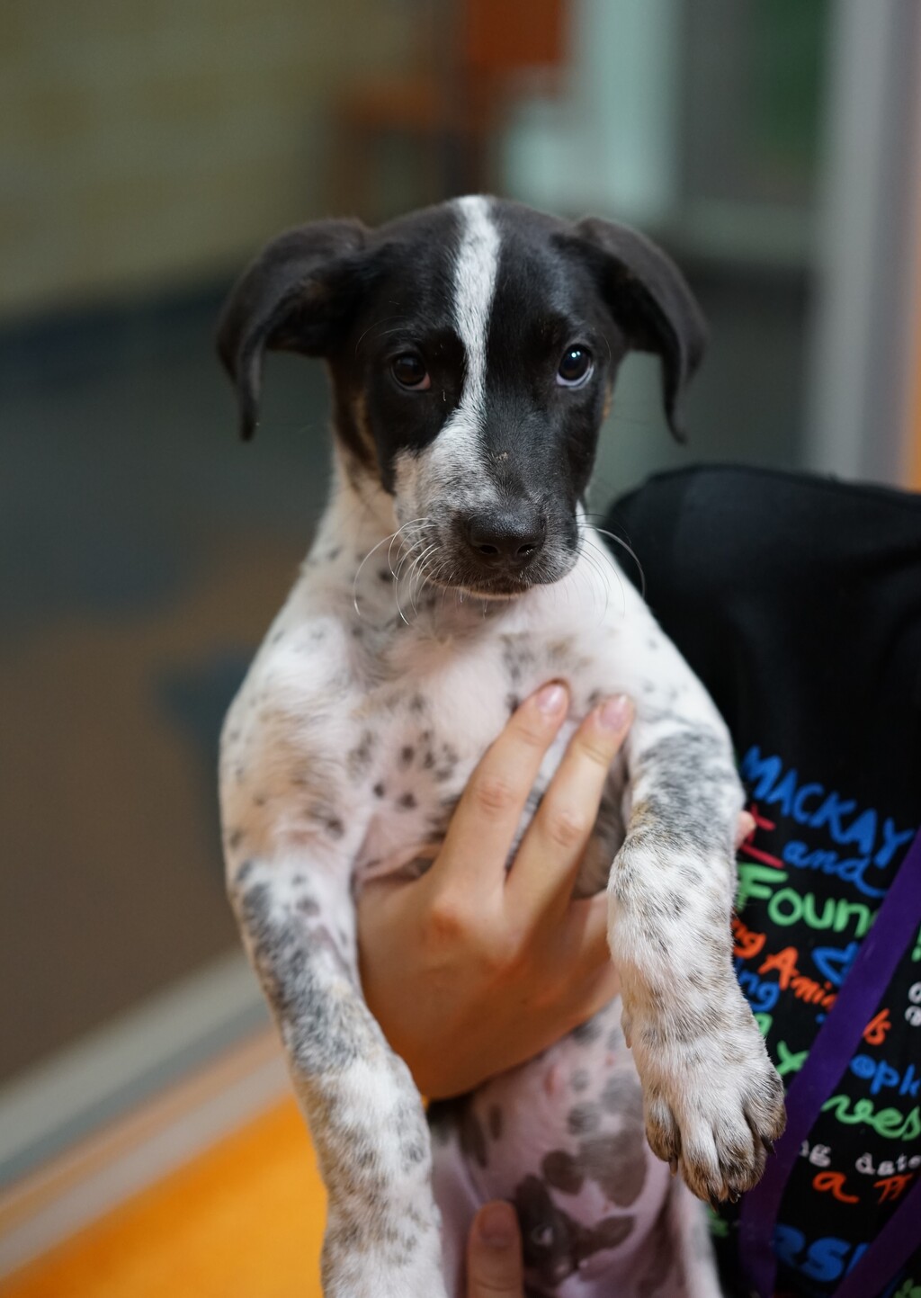 Joey Medium Male Australian Cattle Dog x Pointer Mix Dog in QLD