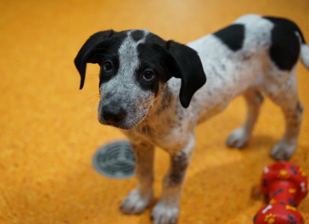 Bryson Medium Male Australian Cattle Dog x Pointer Mix Dog in QLD