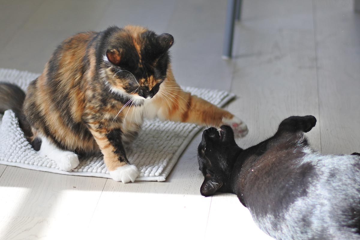 Littermates Koko and Lola find a new home PetRescue