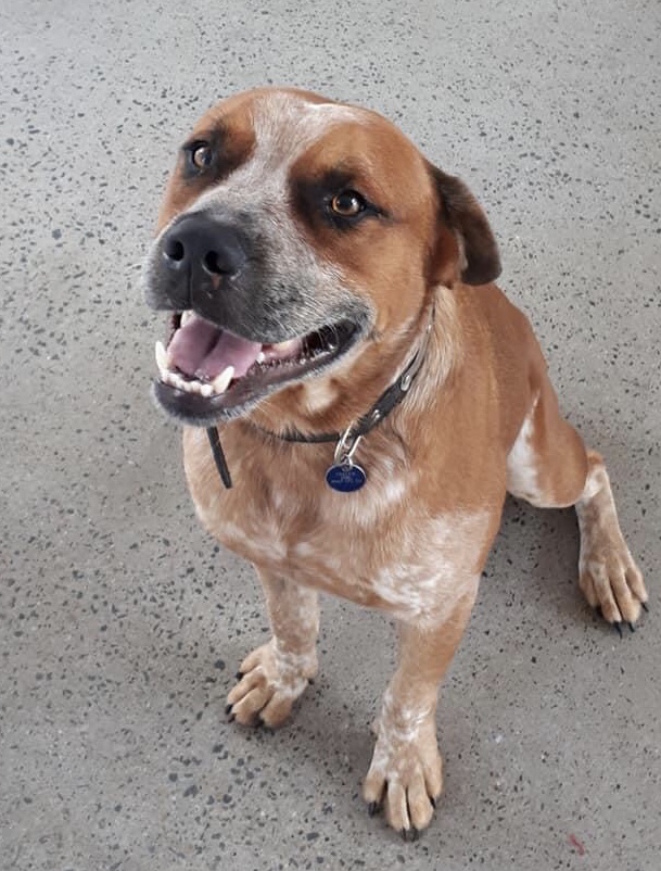 red heeler boxer mix