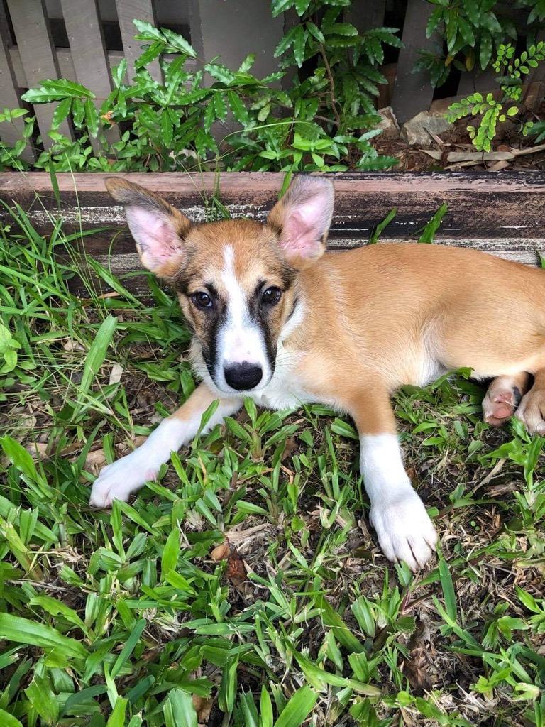 Jericho - Medium Male Mixed Breed Mix Dog in QLD - PetRescue