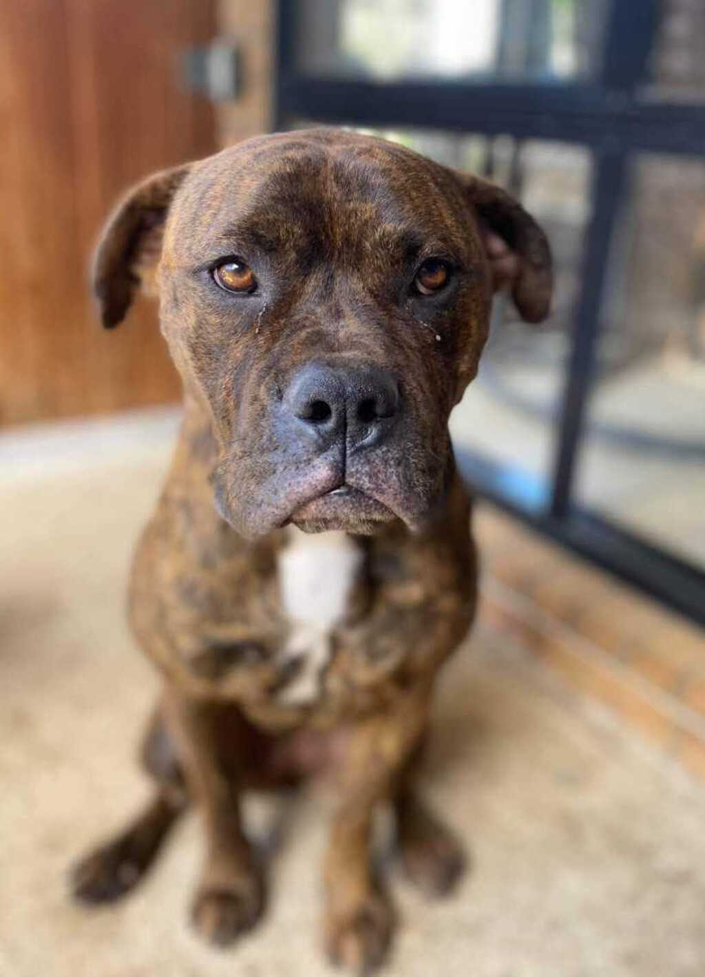 Maxine Medium Female American Bulldog x Rottweiler Mix Dog in QLD PetRescue