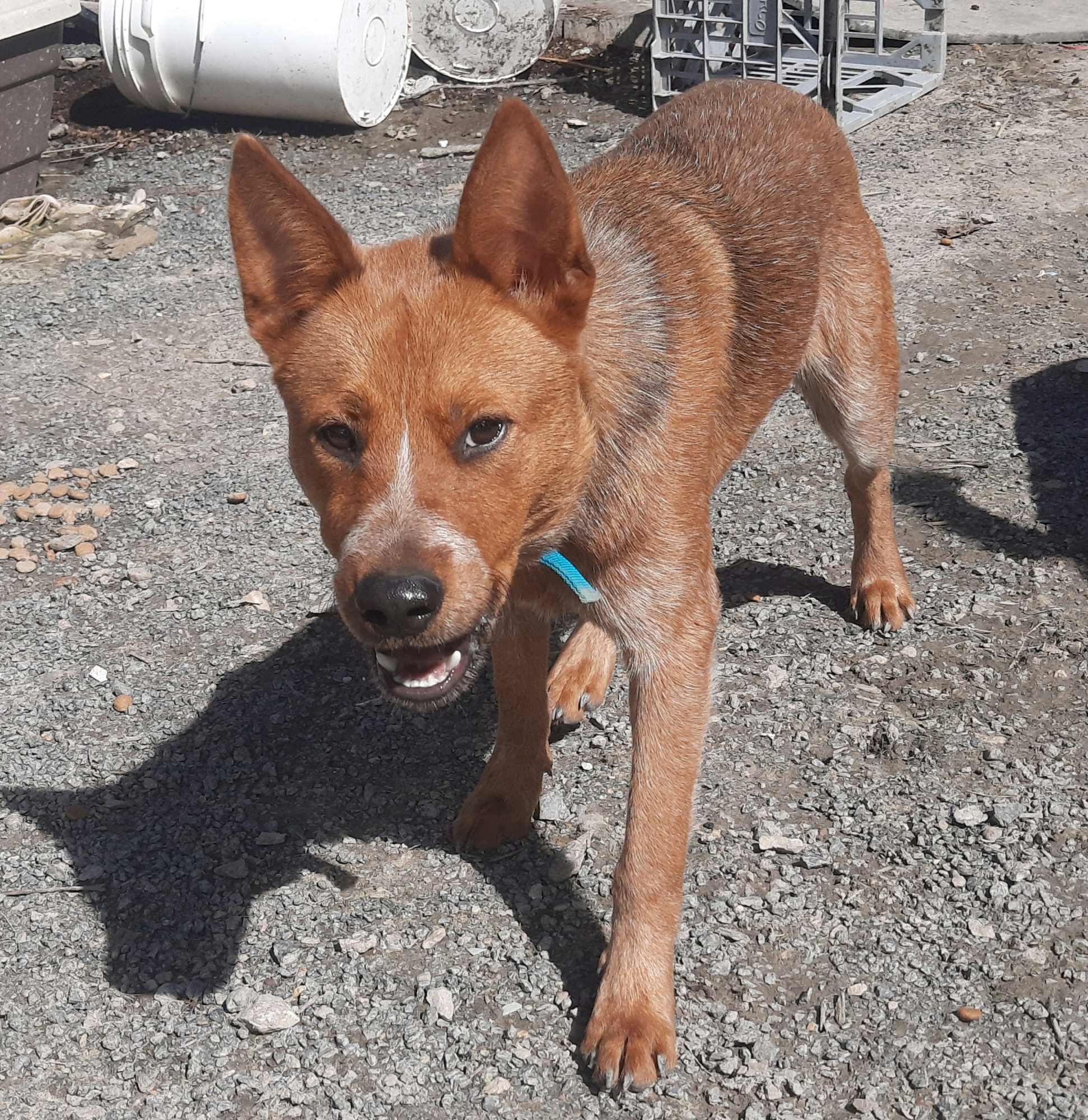 Red Medium Male Australian Cattle Dog Dog in NSW PetRescue