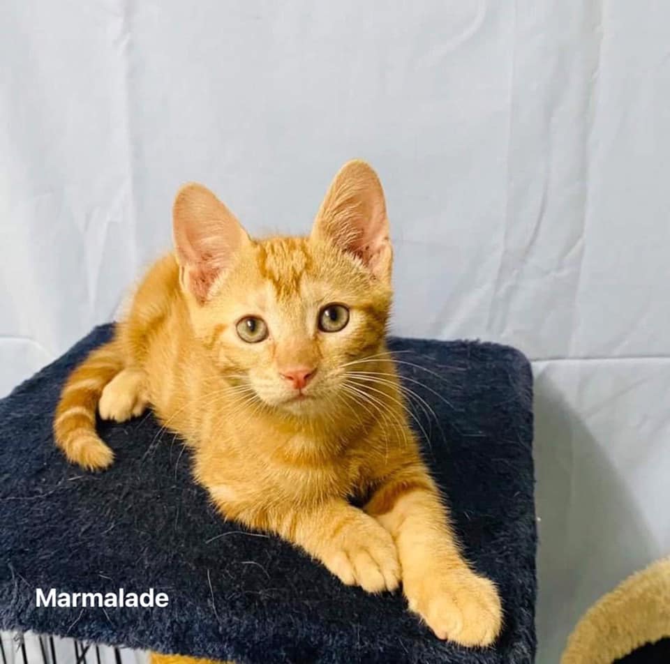 Marmalade Male Domestic Short Hair Cat in QLD PetRescue