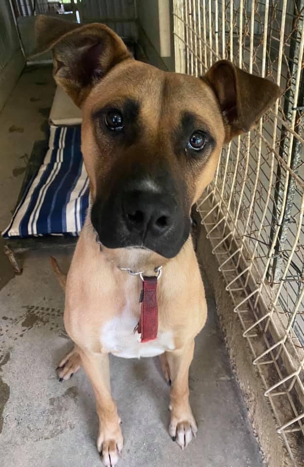 Goofy - Large Male Ridgeback Dog in NSW - PetRescue