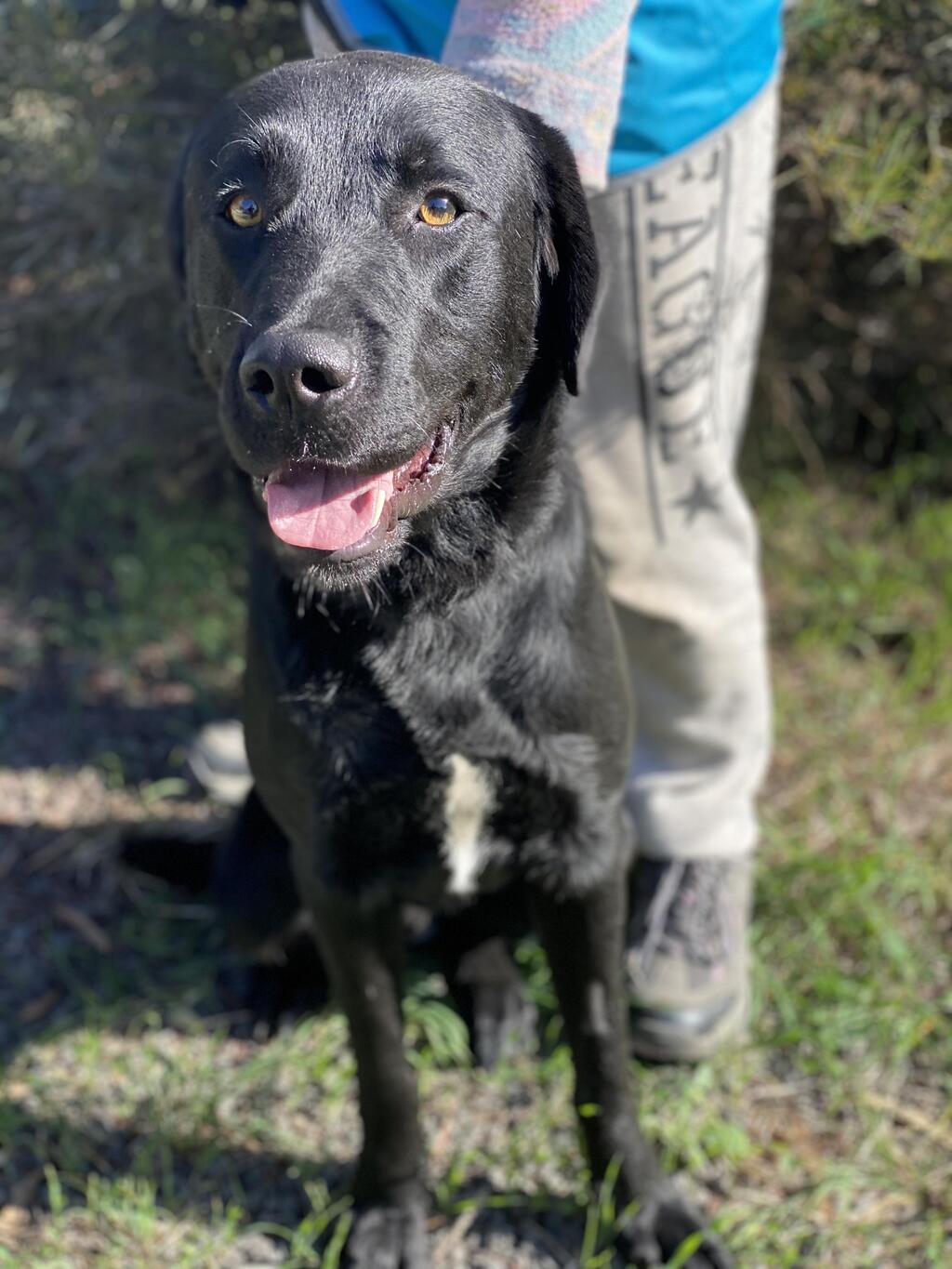 Drone Large Male Labrador x Maremma Sheepdog Mix Dog in VIC PetRescue