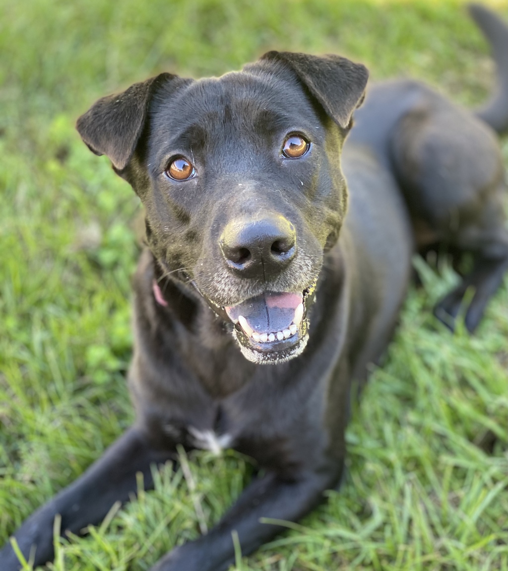 Sheeba Medium Female Shar Pei x Labrador Retriever Mix Dog in QLD
