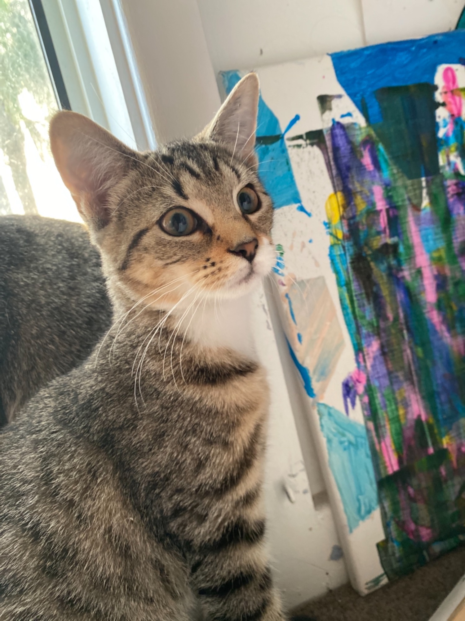 Claws N Paws Rescue - PetRescue