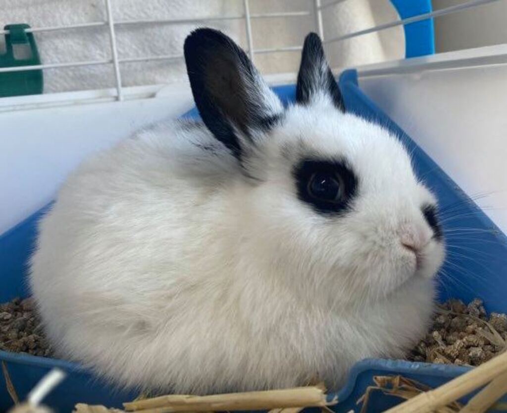 Dolly - Female Netherland Dwarf Rabbit in ACT - PetRescue
