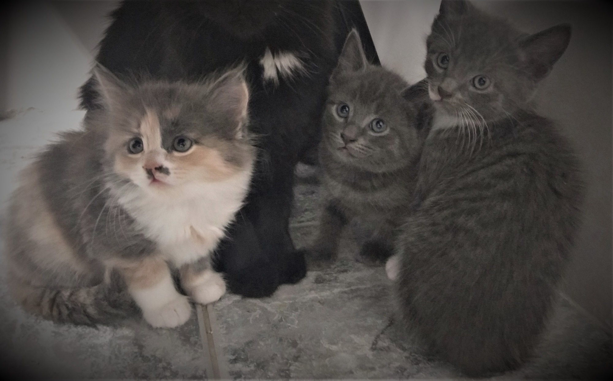 Adorable Kittens - Female Domestic Medium Hair Cat in WA - PetRescue