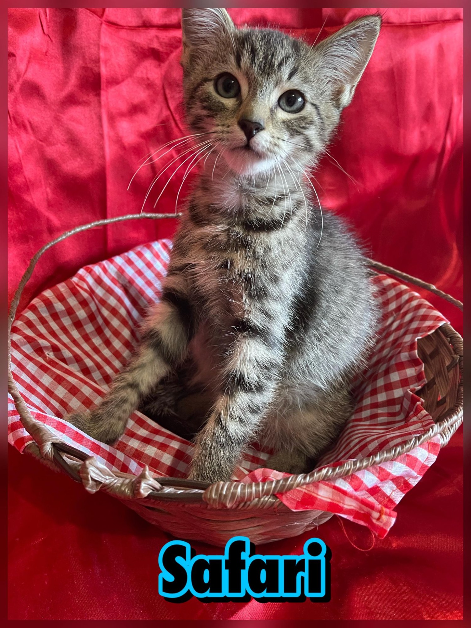 Safari Male Domestic Short Hair Cat In NSW PetRescue