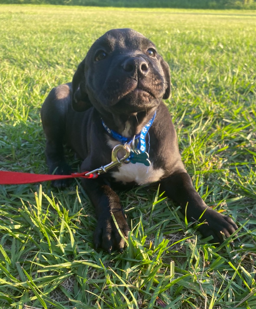 Tarragon Large Male Bull Arab x Staffordshire Bull Terrier Mix Dog in