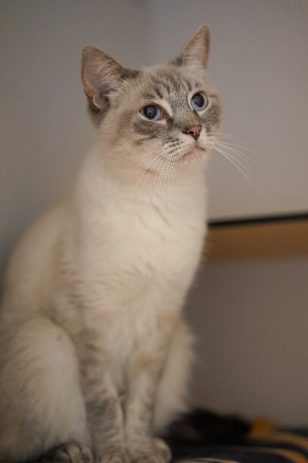 Dimitri Male Ragdoll x Snowshoe Mix Cat in QLD PetRescue