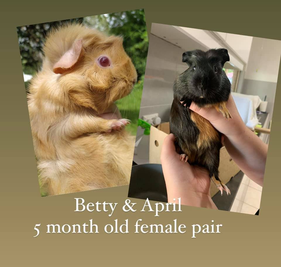 Brisbane Southside Guinea Pig Sanctuary PetRescue