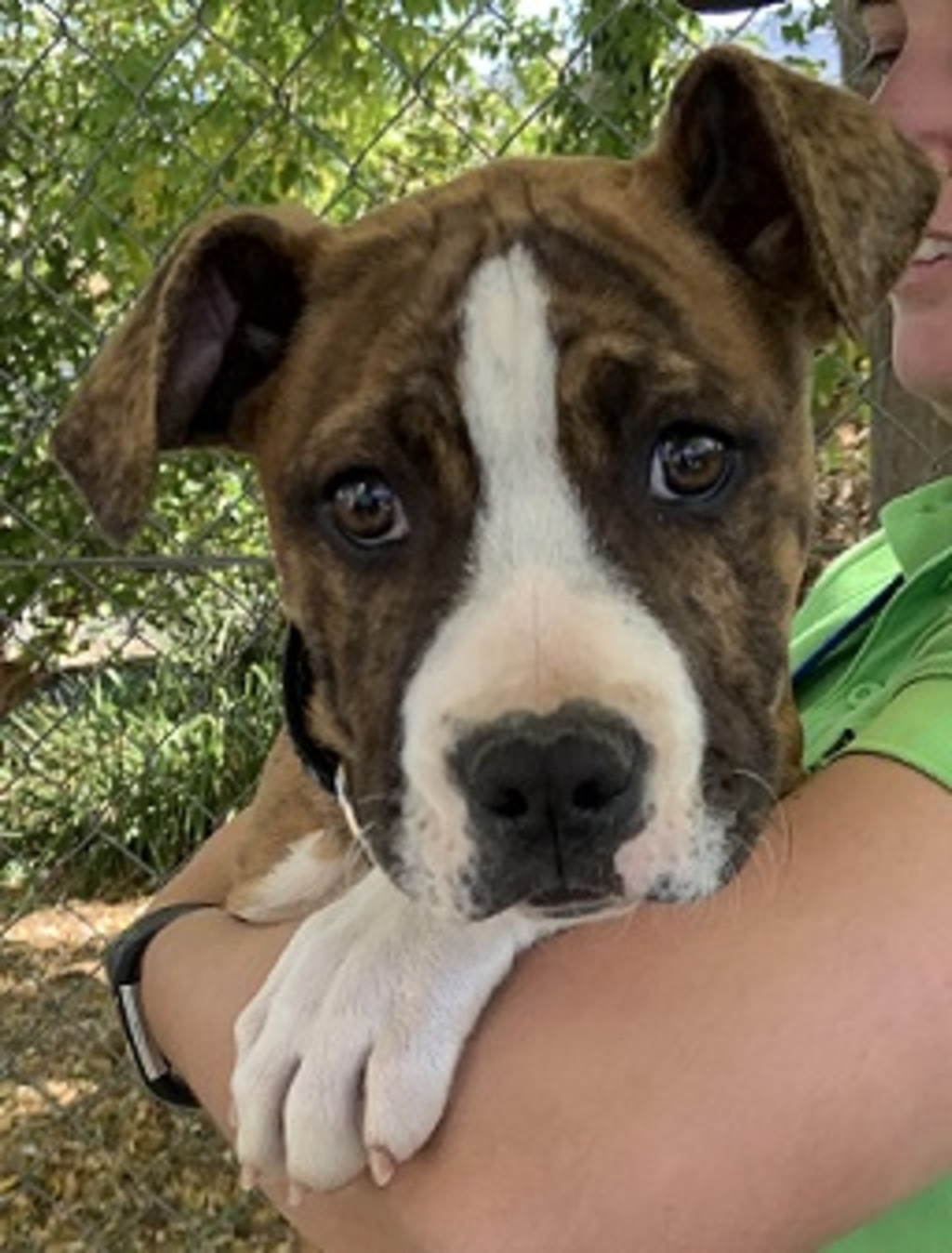 Spot Large Male Bull Arab x Staffordshire Bull Terrier Mix Dog in ACT PetRescue