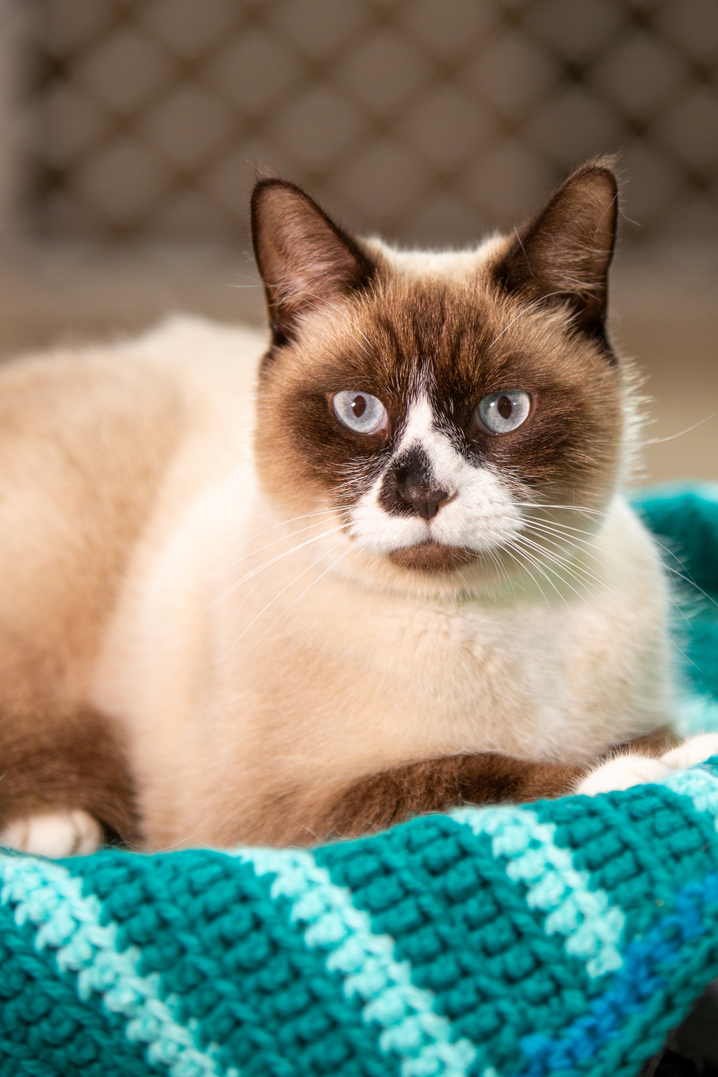 snowshoe-cat-named-epic-snowshoe-cat-cat-names-cats