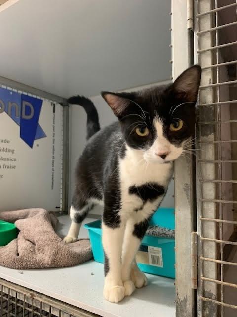 Murdoch - Male Domestic Short Hair Cat in WA - PetRescue Murdoch - Male Domestic Short Hair Cat in WA - PetRescue