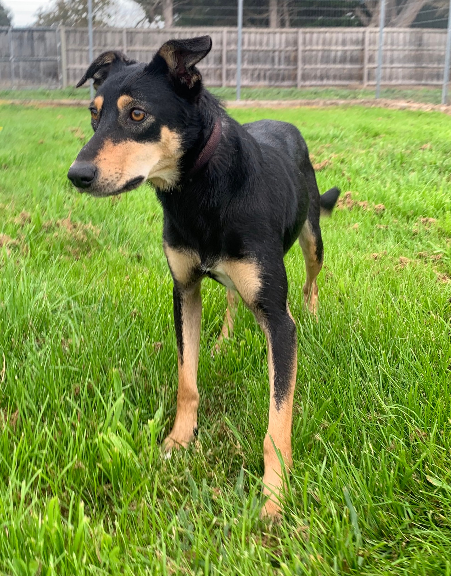 Gracie - L31994 - Medium Female Kelpie x Collie Mix Dog in VIC - PetRescue