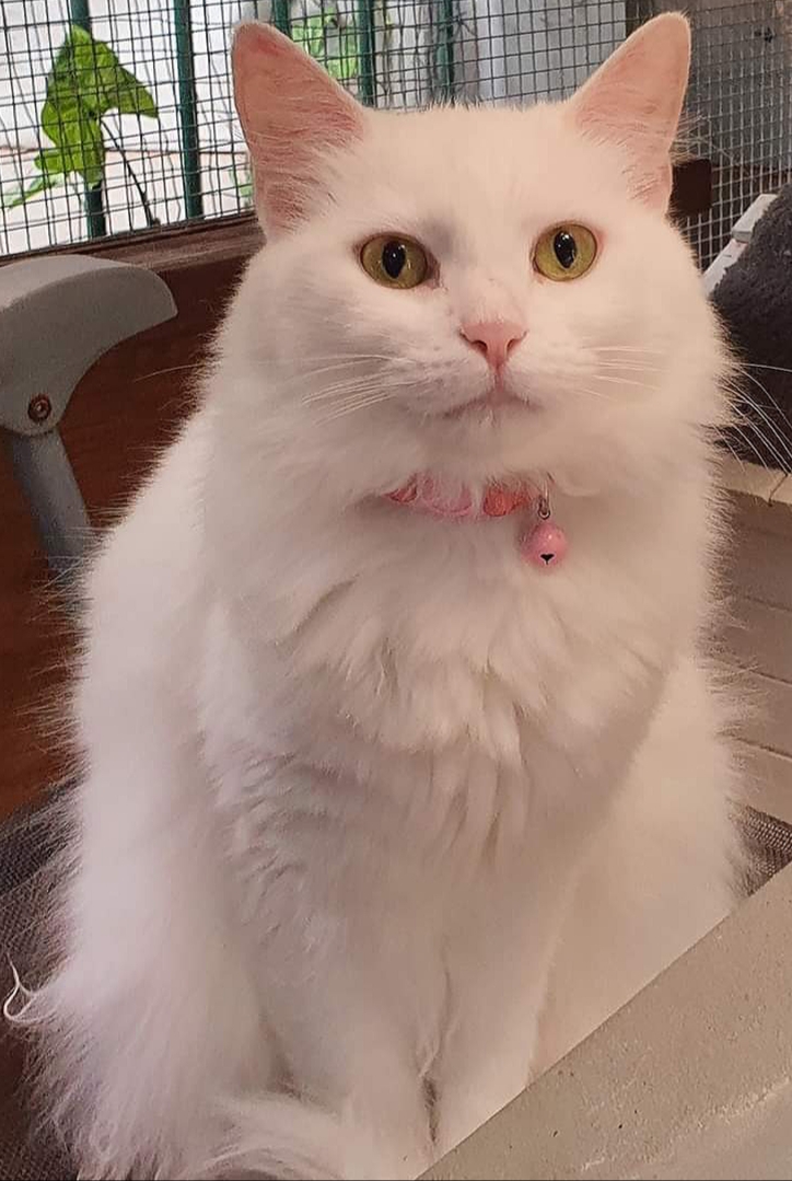 Small Paws Animal Rescue QLD PetRescue