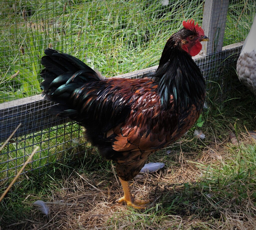 David Peckham - Male Barnevelder Mix Fowl in TAS - PetRescue