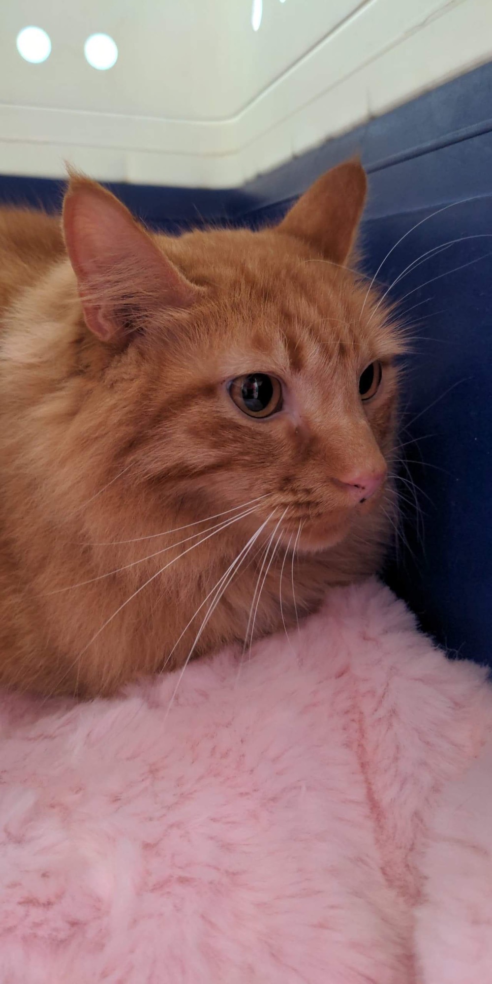 Marmalade Male Domestic Long Hair Cat in VIC PetRescue