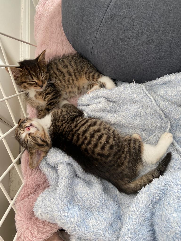 Cat Adoption Team Sydney CATS PetRescue