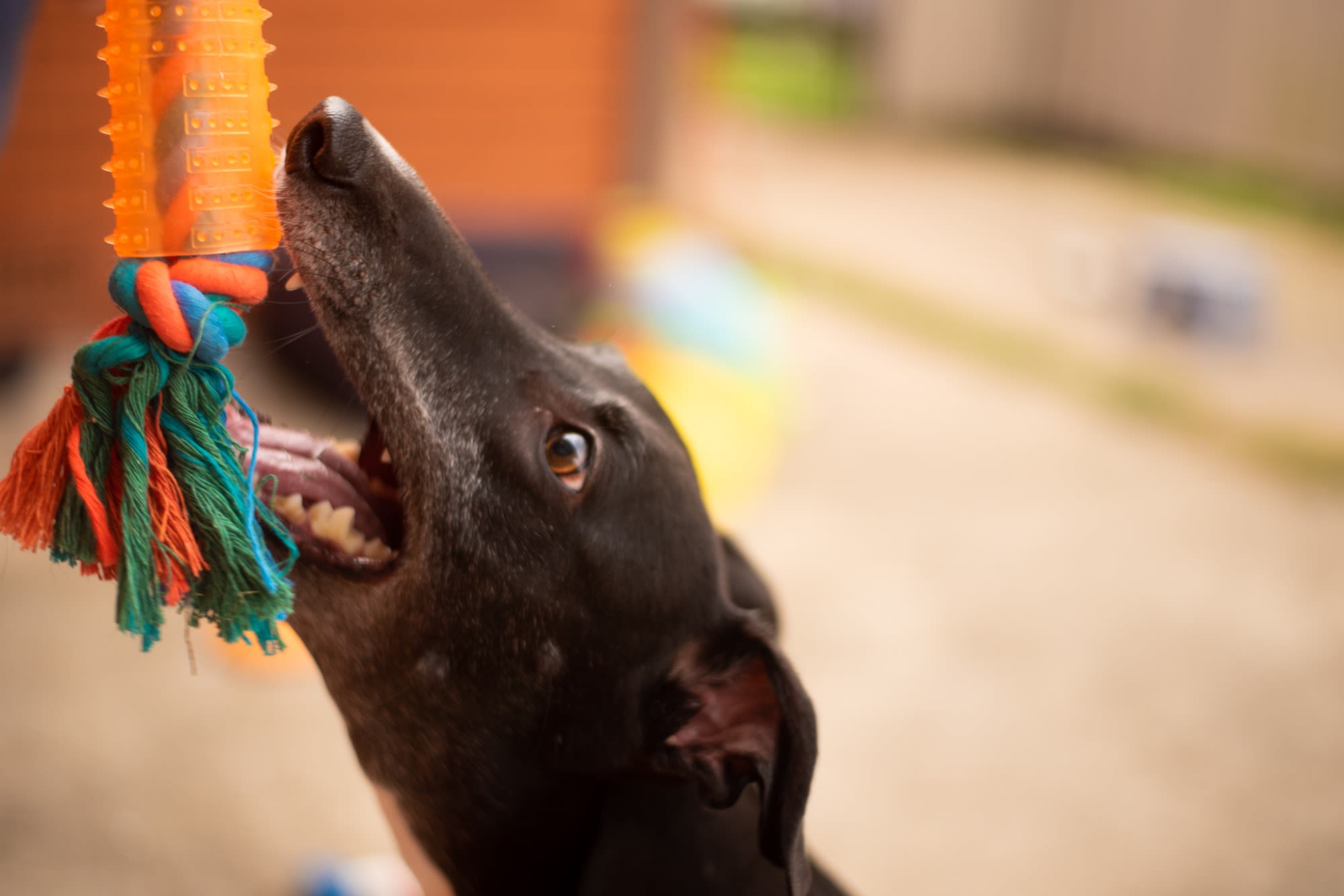 Enrichment Toys for Senior Dogs