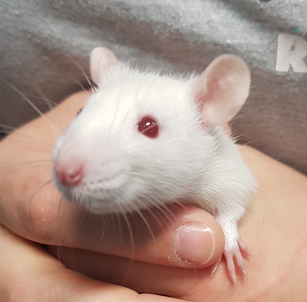 Acorn Female Rat Mix Rodent in QLD PetRescue