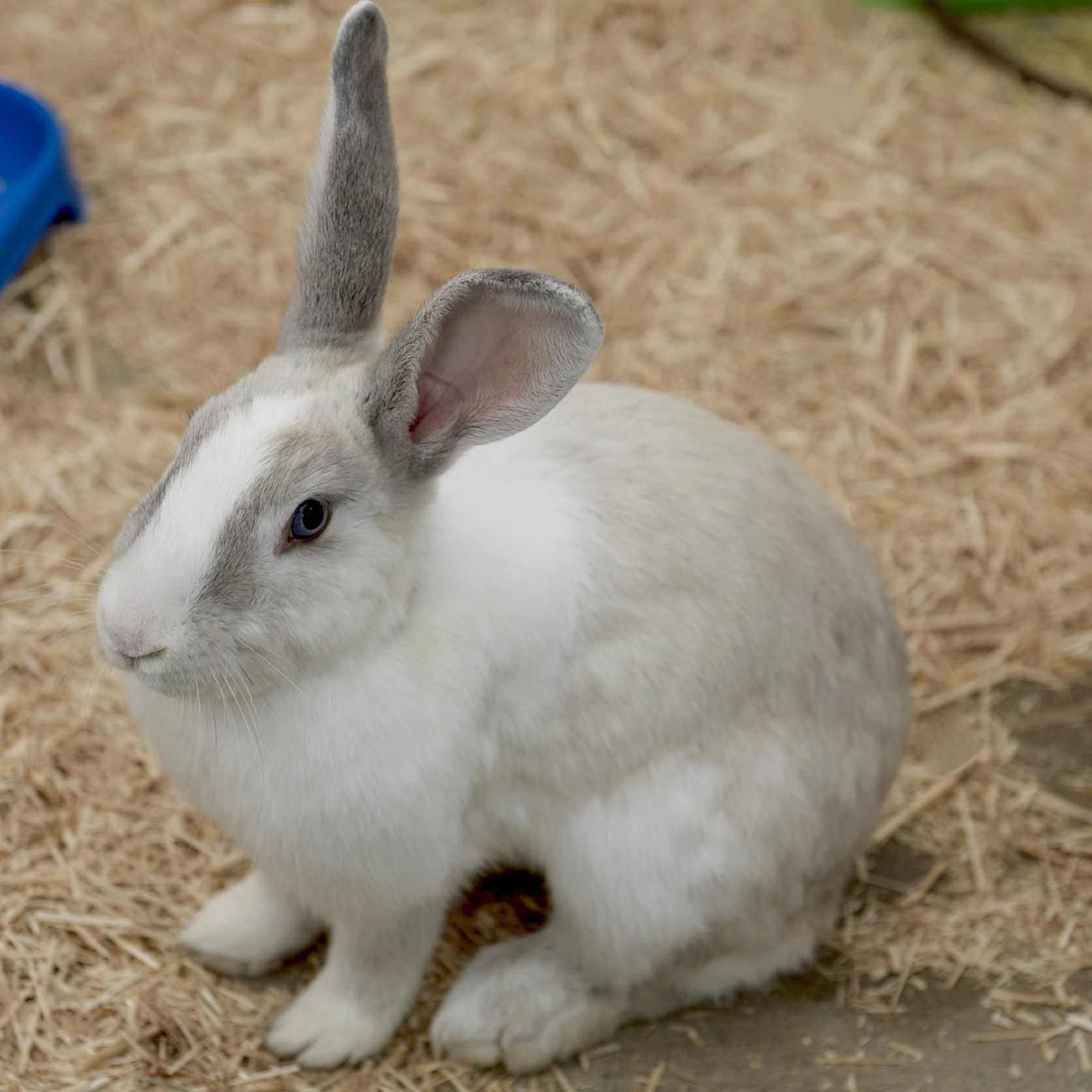 Logan - Male Rabbit in NSW - PetRescue