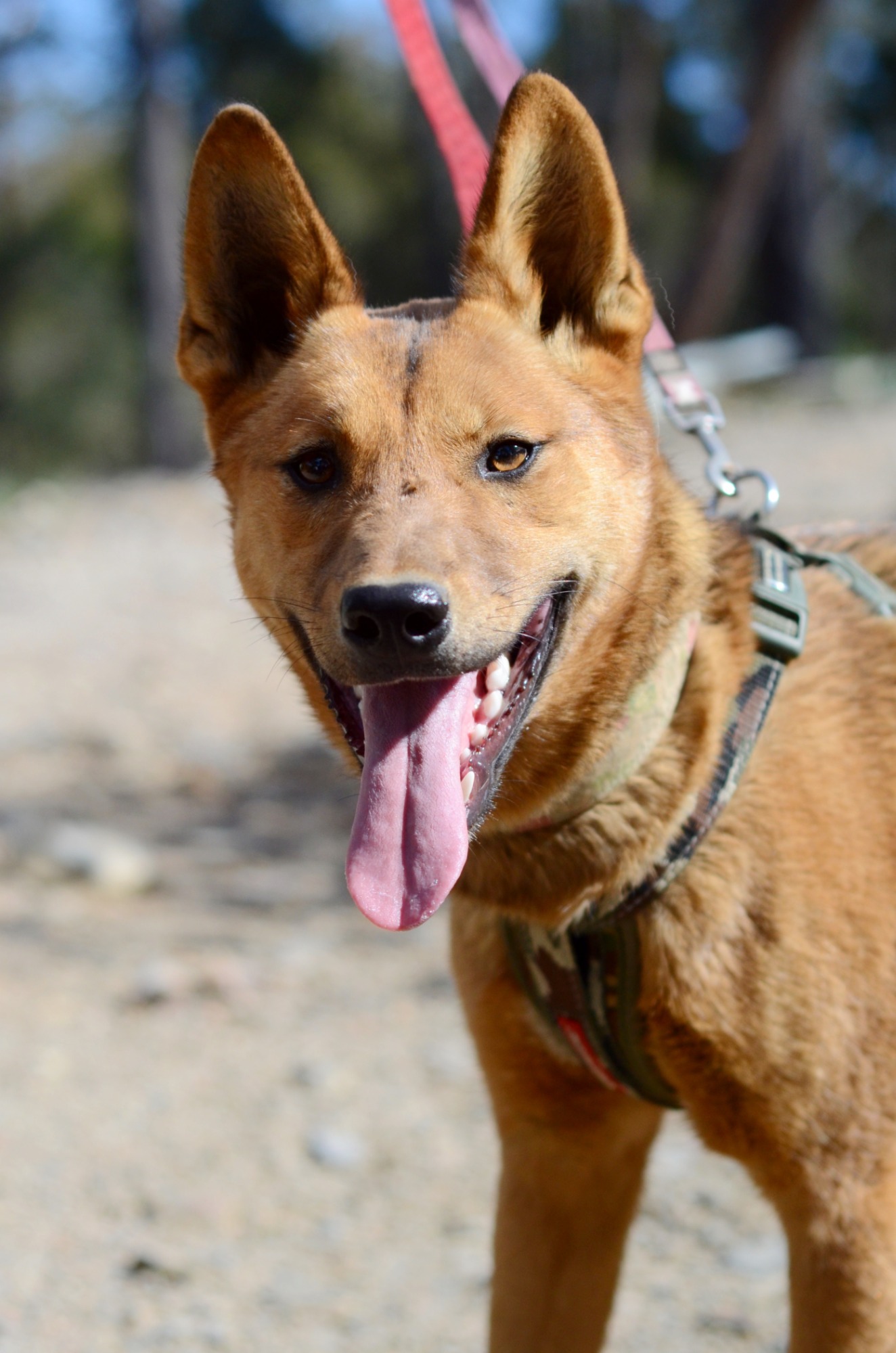 Wombat Dingo Medium Male Dingo Dog in NSW PetRescue