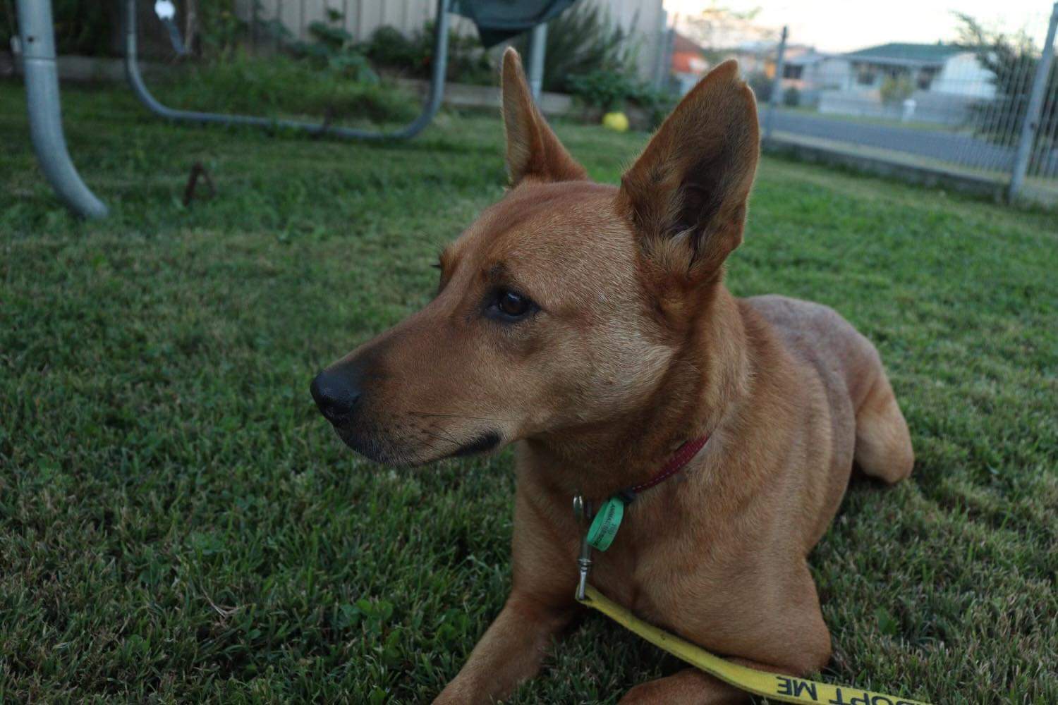 Beyond "Kelpie" and "Dingo": Unveiling the Rich Diversity of Australian Aboriginal Words for "Dog"