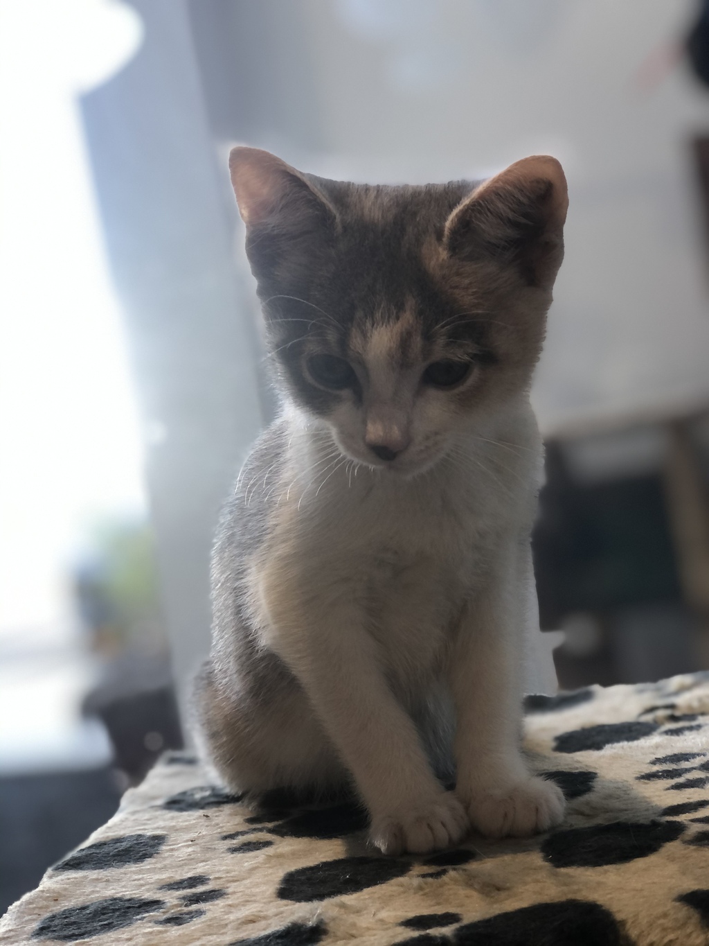 Meryl - Female Domestic Short Hair Mix Cat in QLD - PetRescue