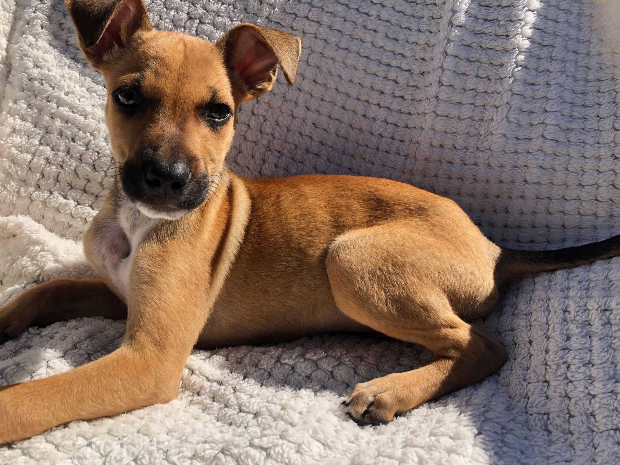 Leo - Medium Male Cattle Dog x Ridgeback Mix Dog in QLD - PetRescue