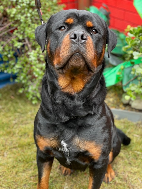 Large male rottweiler hotsell