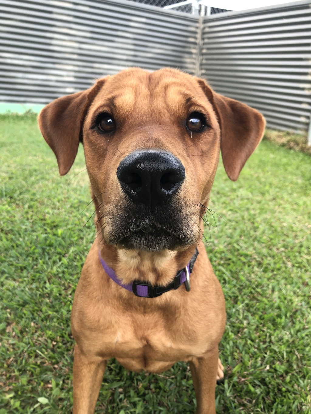 Brandy Medium Female Shar Pei x Labrador Retriever Mix Dog in QLD