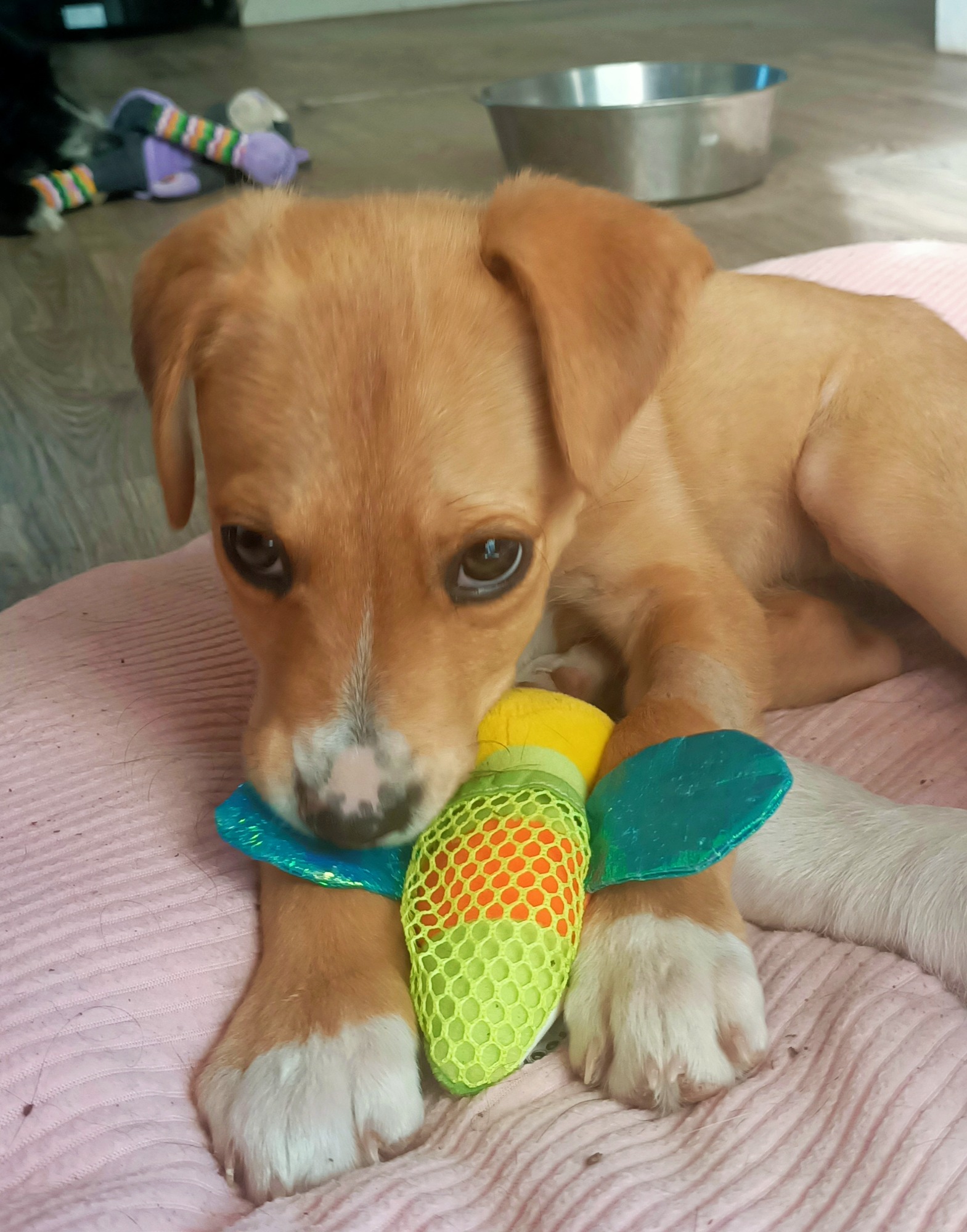Cornflake Medium Female Golden Retriever x Jack Russell Terrier Mix Dog in QLD PetRescue