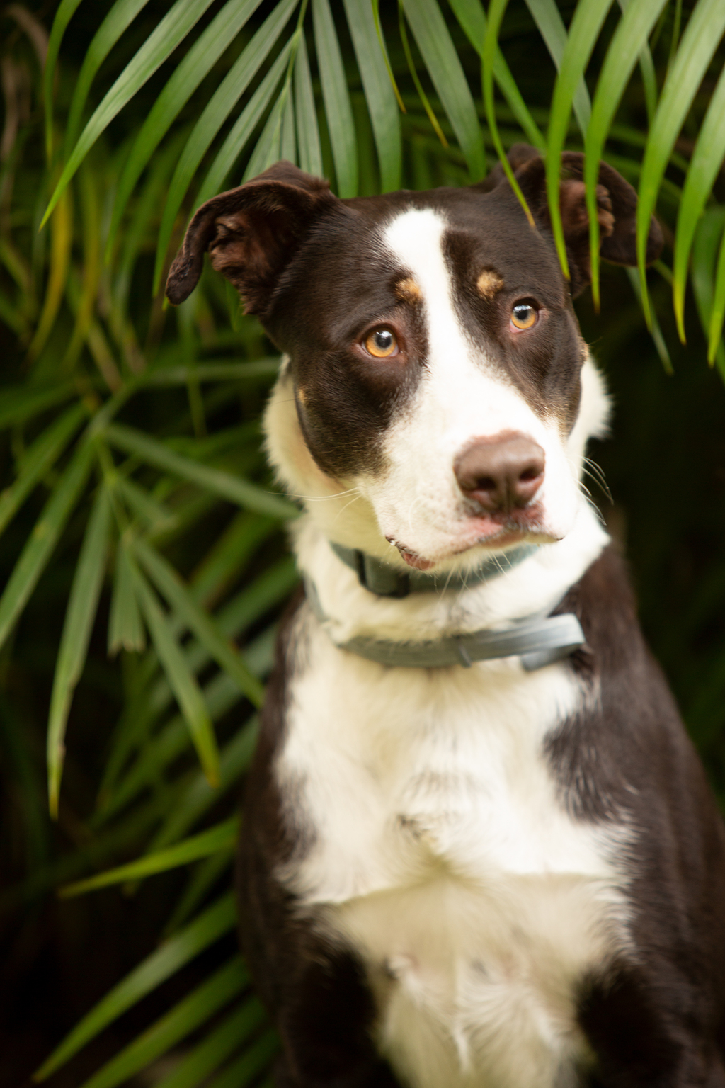 American Staffy Staffy Collie Cross Puppies Border Collie