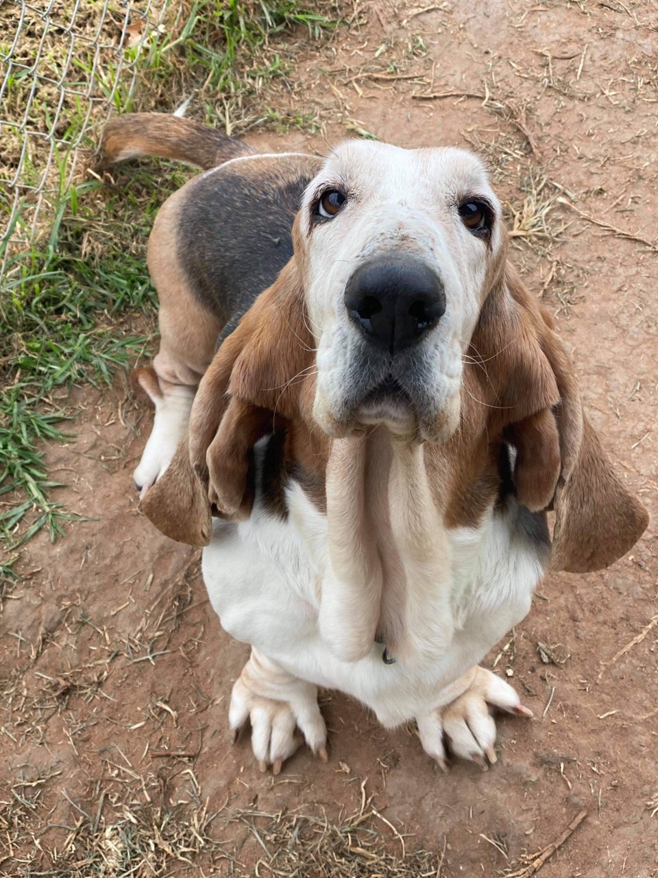 are basset hounds good with chickens