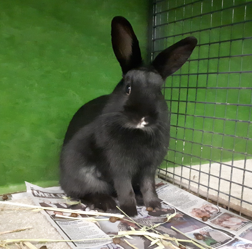 Pepper Rabbit Animal Pepper - Female Rabbit Unspecified Rabbit in VIC - PetRescue