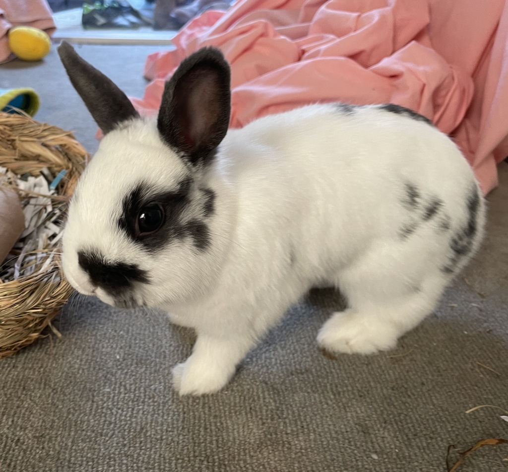 Hermione - Female Rabbit Unspecified Rabbit in VIC - PetRescue