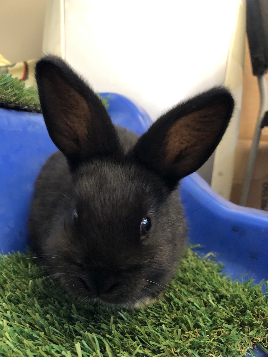 Mixy Rabbits Linton - Male Dsh Mix Rabbit in WA - PetRescue