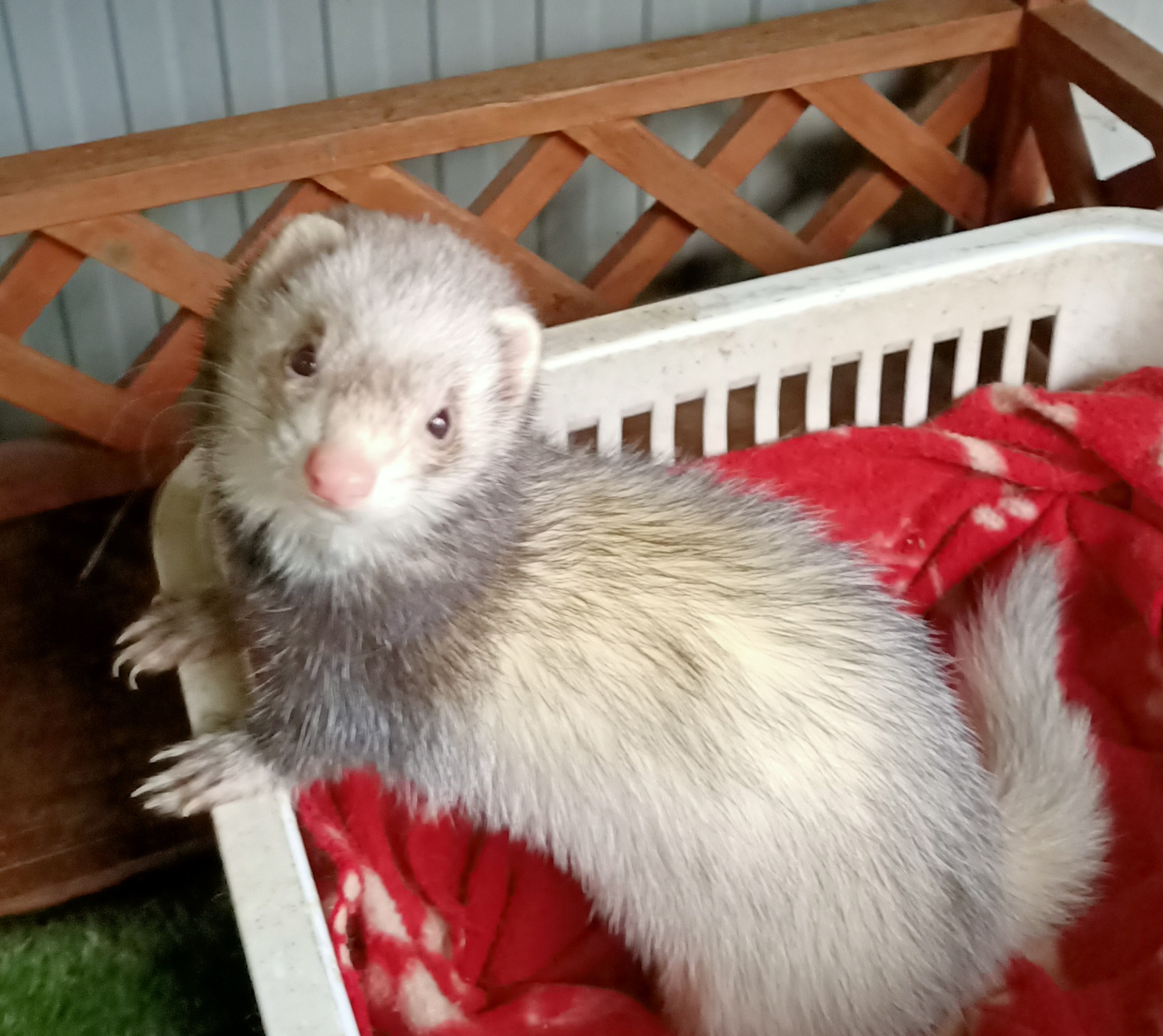 Foxtrot Female Ferret in NSW PetRescue